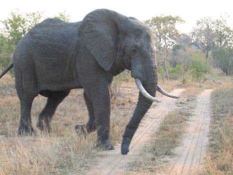 ଦିଗପହଣ୍ଡିରେ ହାତୀ ଆତଙ୍କ