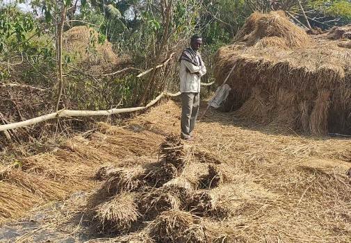 ବାରହା ଉପଦ୍ରବ ଯୋଗୁଁ ଧାନ ଫସଲ ନଷ୍ଟ