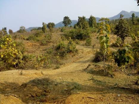 ନର୍ଲା ଫରେଷ୍ଟ ରେଞ୍ଜରେ କାମ୍ପା ଫଣ୍ଡରେ କୋଟିକୋଟି ଟଙ୍କା ଲୁଟ