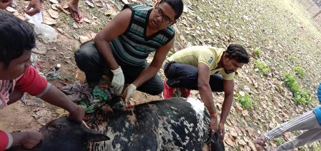 ଆହତ ଷଣ୍ଢର ଅସ୍ତ୍ରୋପଚାର କଲେ ପ୍ରାଣୀଧନ ନୀରିକ୍ଷକ