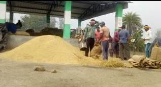 କୋହଲା ପାଗ ସାଙ୍ଗକୁ ଝିପି ଝିପି ବର୍ଷା, ଚିନ୍ତା ରେ ଚାଷୀ