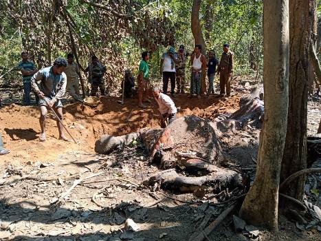 ଜଙ୍ଗଲ ମଧ୍ୟରୁ ହାତୀର ଗଳିତ ଶବ ଉଦ୍ଧାର