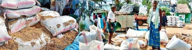 ଗଜପତିରେ ଚାଷୀଙ୍କ ଦୁର୍ଦ୍ଦଶା