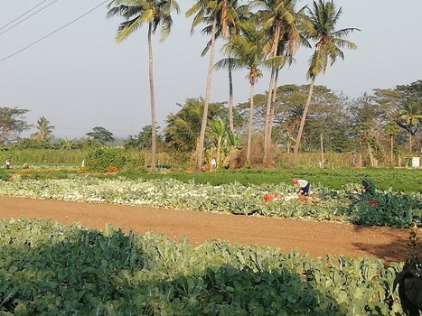 କରୋନା ଭାଙ୍ଗିଲା ପରିବା ଚାଷୀଙ୍କ ମେରୁଦଣ୍ଡ ପରିବାକୁ କିଲୋ ୫ ଟଙ୍କା