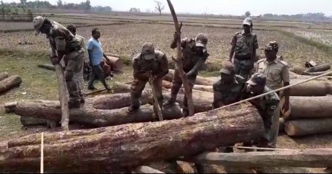 ବିପୁଳ ପରିମାଣର କାଠ ଜବଦ