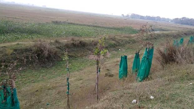 ଏରେଡା ବଢେଇ ସାହିରୁ ଗଳଦାରୀ ଆରଡି ରାସ୍ତା ପାଶ୍ୱର୍ରେ ହାତ ଗଣତି ଗଛ ଲଗାଇ ଲକ୍ଷାଧିକ ଟଙ୍କା ଆତ୍ମସାତ