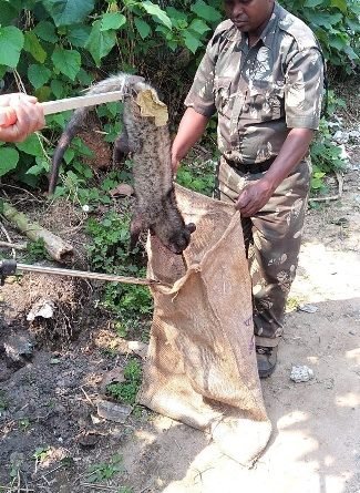 ବଞ୍ଚୋରୁ ଶାଳୁଆପତିନି ଉଦ୍ଧାର