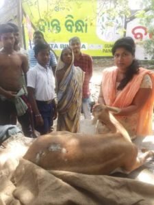 ଆହତ ଗର୍ଭିଣୀ ହରିଣ ଉଦ୍ଧାର
