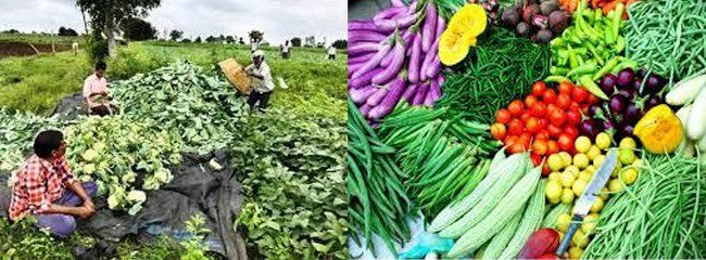 ଗଜପତି ପରିବା ଚାଷୀଙ୍କୁ କରୋନା ମାଡ