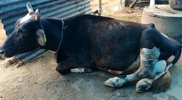 ବେଲଗୁଣ୍ଠI ଗୋସମ୍ପଦ ବିପଦରେ