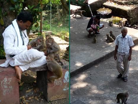 ବୁଦ୍ଧଖୋଲରେ ବନ୍ୟ ଜନ୍ତୁଙ୍କୁ ଖାଦ୍ୟ ବଣ୍ଟନ