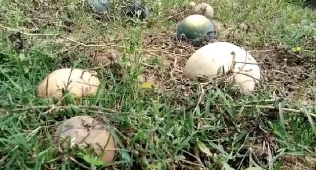 କେମିତି ବିକିବେ ତରଭୂଜ ଚିନ୍ତାରେ ଅଛନ୍ତି ଚାଷୀ