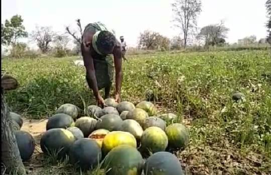 ଲକ ଡାଉନ ପାଇଁ ତରଭୁଜ ଚାଷୀ କ୍ଷତିଗ୍ରସ୍ଥ