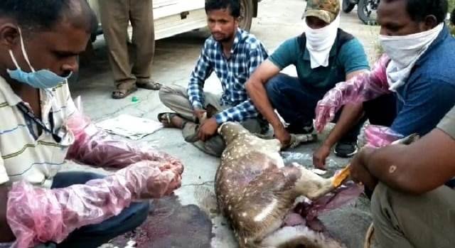 ଚିତା ପ୍ରଜାତିର ହରିଣ ଉଦ୍ଧାର