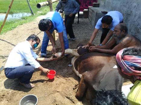 ପ୍ରାଣୀ ଚିକିତ୍ସା ବିଭାଗର ଉଚ୍ଚ ସ୍ତରୀୟ ଟିମ୍, ରୋଗାଗ୍ରସ୍ତ ଗାଈ ଗୋରୁଙ୍କ ରକ୍ତ ଓ ସ୍ୱାବ ନମୁନା ପରୀକ୍ଷା