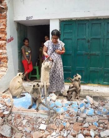 ମାଙ୍କଡ଼ କୁକର ଙ୍କ ଅନ୍ନଦାତ୍ରୀ ପାଲଟିଛନ୍ତି ଗୀତା