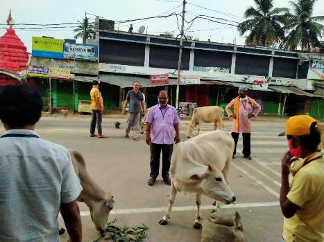 ଭଞ୍ଜନଗର ର ଗାଈ ଗୋରୁ ମାନଙ୍କୁ ପନିପରିବା ଖାଇବାକୁ ଦେଉଛନ୍ତି