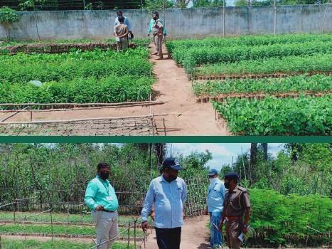 ଡ଼ି.ଏଫ. ଓ. ଙ୍କ ବୁଗୁଡା ବନାଞ୍ଚଳର ୧୬ ଗୋଟି ଚାରା ଉତ୍ପାଦନ କେନ୍ଦ୍ର ପରିଦର୍ଶନ