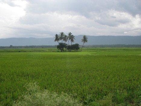 ଲକ୍ ଡାଉନ୍ ପ୍ରଭାବ ପନିପରିବା ନଷ୍ଟ