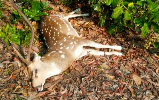 କୋଣାର୍କ ଭାଗବତୀ ଜଙ୍ଗଲ ନିକଟ ରୁ ହରିଣ ର ମୃତ ଦେହ ଉଦ୍ଧାର