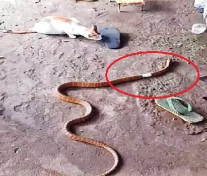 ପ୍ଲାଷ୍ଟିକ୍‌ ଟ୍ୟୁବ୍‌ରେ ଏକ ଢମଣା ସାପ ଫସିଯାଇ ବେଶ୍‌ କଲବଲ