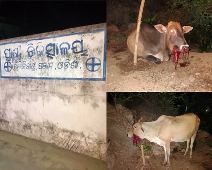 ବାରାହା ଶିକାର ପାଇଁ ଶିକାରୀଙ୍କ ଅଭିନବ ପ୍ରୟାସ ଗୁଡ଼ ମିଶା ବାରୁଦ ଖାଇ ୨ ଗାଇ ଗୁରୁତର