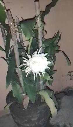 ବଗିଚାରେ ବ୍ରହ୍ମକମଳ ଫୁଲ ଦେଖି ପରିବାର ଲୋକ ଖୁସି