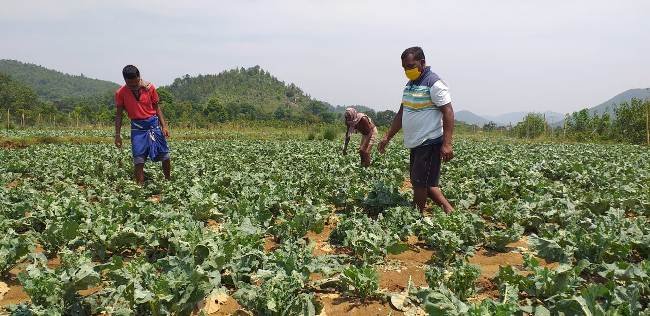 କ୍ଷତିଗ୍ରସ୍ତ ଚାଷୀ ଙ୍କୁ ମିଳୁନି ସହାୟତା