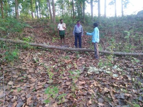 ଲକ ଡାଉନର ସୁଯୋଗ ନେଇ ଗ୍ରାମ୍ୟ ଜଙ୍ଗଲରୁ ଶାଳ ଗଛ ଚୋରି ଅଭିଯୋଗ