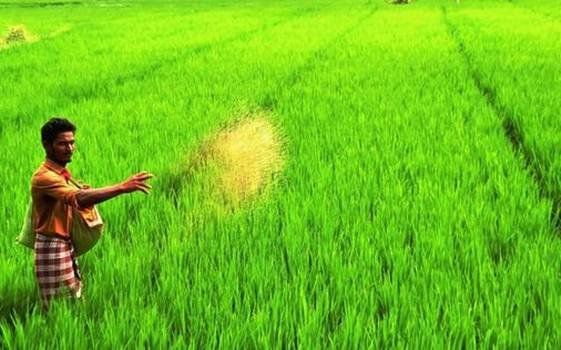 ଗଂଜାମ ଜିଲ୍ଲାରେ ଚାଷିଙ୍କ ଦୁଃଖ ବୁଝିବେ କିଏ ?