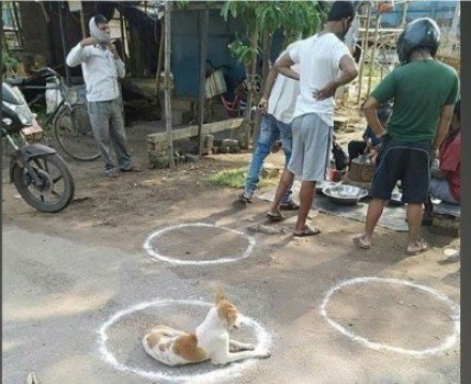 କୁକୁର ମାନୁଛି ସାମାଜିକ ଦୂରତା, କିନ୍ତୁ ମଣିଷ ନୁହେଁ