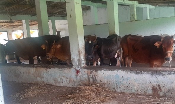 ସମସ୍ୟାରେ ଗୋଚାଷୀ, ଦୁଗ୍ଧ କମ୍ପାନୀ ନେଉନଥିବାରୁ ତଳେ ଢାଳିବାକୁ ବାଧ୍ୟ