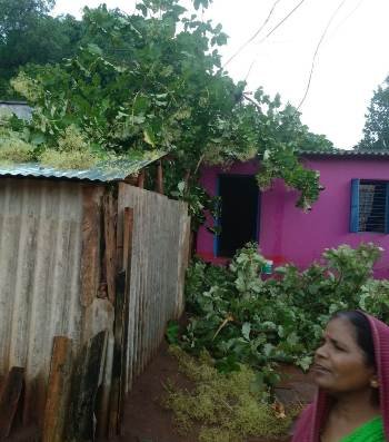 ଲଘୁଚାପ ପ୍ରବାହର ତାଣ୍ଡବ ଲୀଳା ଘର ଉପରେ ପଡିଲା ଗଛ ଅଳ୍ପକେ ବଞ୍ଚିଲେ ପରିବାର ଲୋକେ