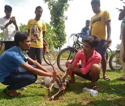 ବାଇକ ଧକ୍କାରେ କୃଷ୍ଣ ସାର ମୃଗ ମୃତ୍ୟୁ