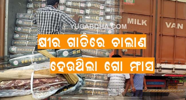 କ୍ଷୀର ଗାଡ଼ିରେ ଚାଲାଣ ହେଉଥିଲା ଗୋ ମାଂସ।