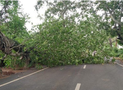 ରାସ୍ତାରେ ପଡିଲା ବଡ଼ ବରଗଛ ଜଣେ ଆହତ