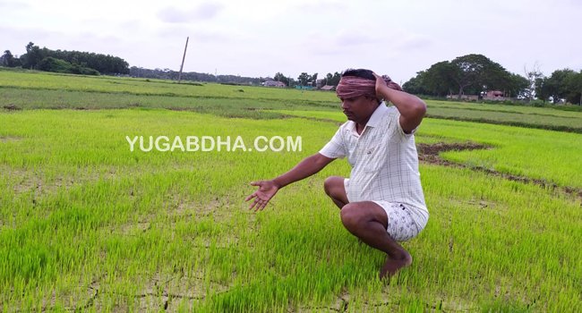 କେନାଲକୁ ଆସୁନି ପାଣି , ଚିନ୍ତାରେ ଚାଷୀ ମୁଣ୍ଡରେ ହାତ ଦେଇ ବସିଛି