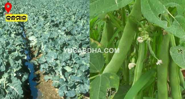 ରାଇକିଆ ବିନ୍‌ସ ଓ ଫୁଲକୋବି ଚାହିଦା ଅଛି, ବାହାରକୁ ପଠାଇବାର ସୁବିଧା ନାହିଁ