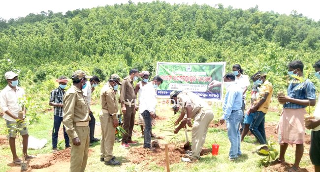 ୭୧'ତମ ବନ ମହୋତ୍ସବ କାର୍ଯ୍ୟକ୍ରମ ପାଳିତ