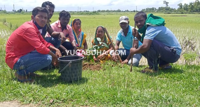 ଆଚ୍ଛାସଙ୍ଗଠନ ପକ୍ଷରୁ ବୃକ୍ଷରୋପଣ