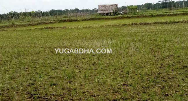 ଧାନବିଲ ଫାଟି ଆଁ କଲାଣି, ଚାଷୀକୂଳ ହତାଶ!