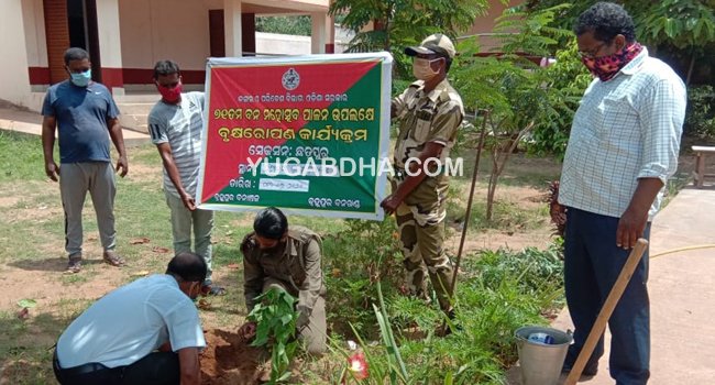 କଣମଣା ସ୍କୁଲରେ ବନ ମହୋତ୍ସବ