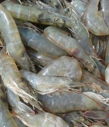 ଚିଙ୍ଗୁଡ଼ି କରୋନା ଭୂତାଣୁର ବାହକ: ଚୀନ୍