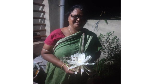 ବନ୍ଧସାହିରେ ବ୍ରହ୍ମକମଳ ଫୁଲ ଫୁଟିଲା