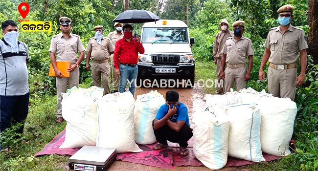 ୨୩୯ କେଜି ଗଞ୍ଜେଇସହ ଜଣେ ଗିରଫ