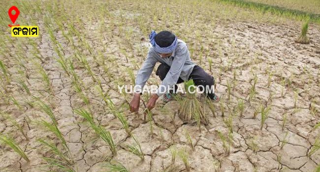 ବର୍ଷା ଅଭାବ......ମରୁଡି ପାଇଁ ଚାଷୀ ଚିନ୍ତାରେ