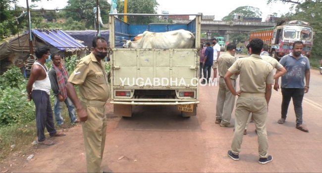 ବେଆଇନ ଗୋରୁ ଚାଲାଣ ୬ଗୋରୁ ଉଦ୍ଧାର, ଡ୍ରାଇଭର ଗିରଫ