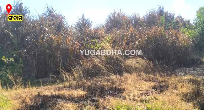 ହିତାଧିକାରୀଙ୍କୁ ପ୍ରଦାନ କରାଯାଇଥିବା ଜମିରୁ ୩୮ ବର୍ଷ ପରେ ଜଙ୍ଗଲ ବିଭାଗର ଉଚ୍ଛେଦ ପଦକ୍ଷେପ