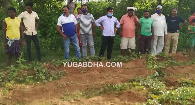 ଝାଡ଼ଖଣ୍ଡ ହାତୀ ଦ୍ଵାରା ବ୍ୟାପକ ଫସଲ ନଷ୍ଟ