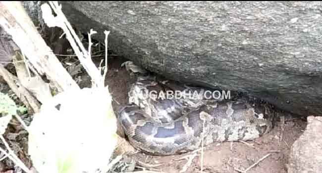 ବିଶାଳ ଅଜଗର ସାପ ଉଦ୍ଧାର